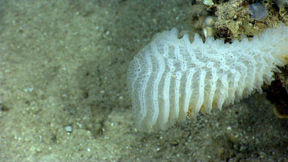 spons kaca (commons.wikimedia.org/NOAA)