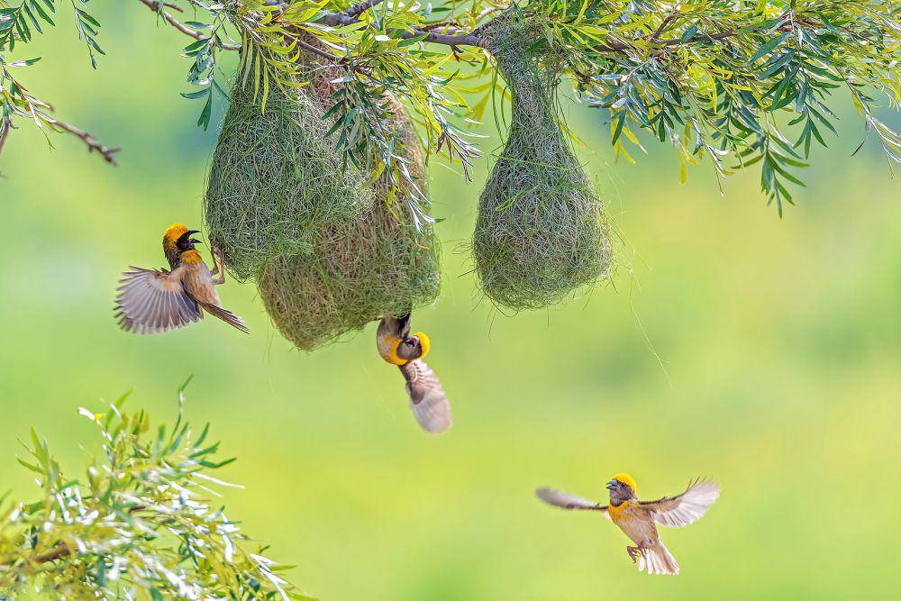 Ilustrasi Burung Penenun Tempua (commons.wikimedia.org/Mildeep)