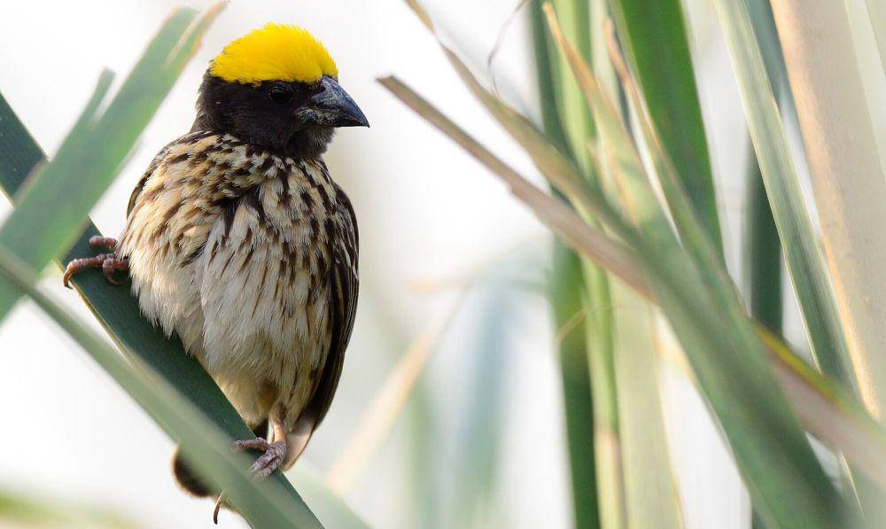 Ilustrasi Burung Penenun Bergaris (commons.wikimedia.org/Pkspks)