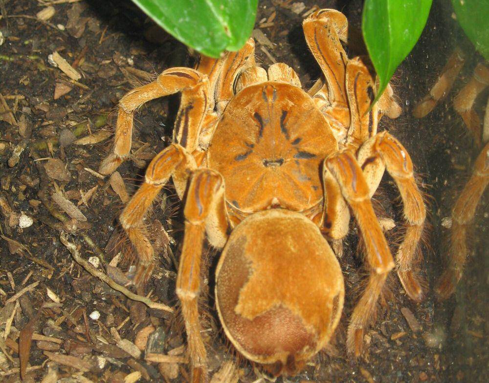 Goliath birdeater (commons.m.wikimedia.org/Bernard Dupont)
