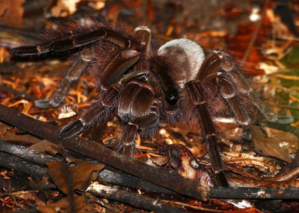 Goliath birdeater (commons.m.wikimedia.org/Bernard Dupont)