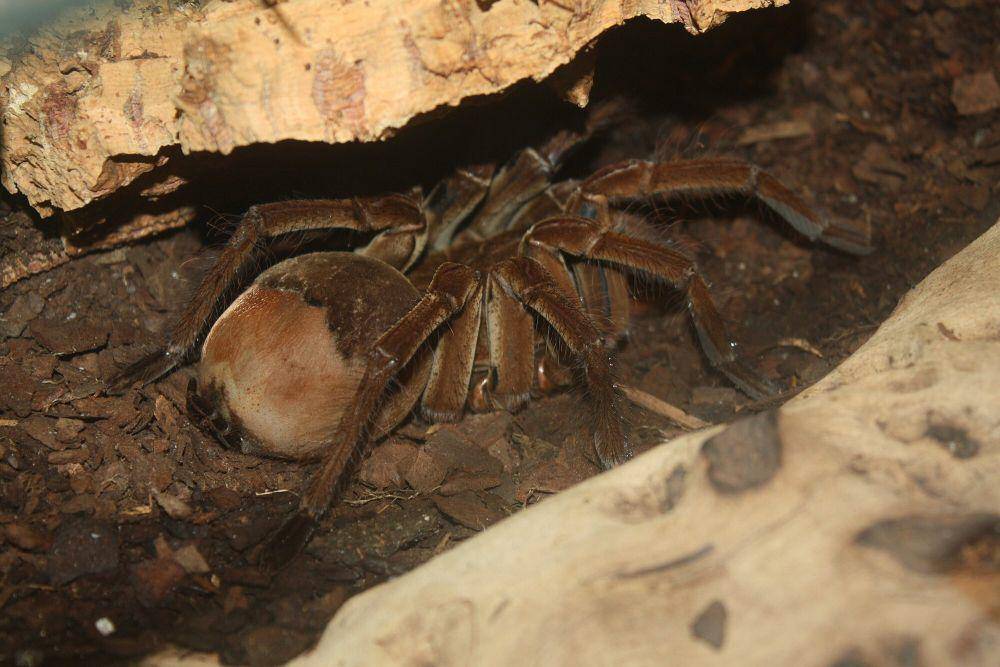 Goliath birdeater (commons.m.wikimedia.org/Ltshears)