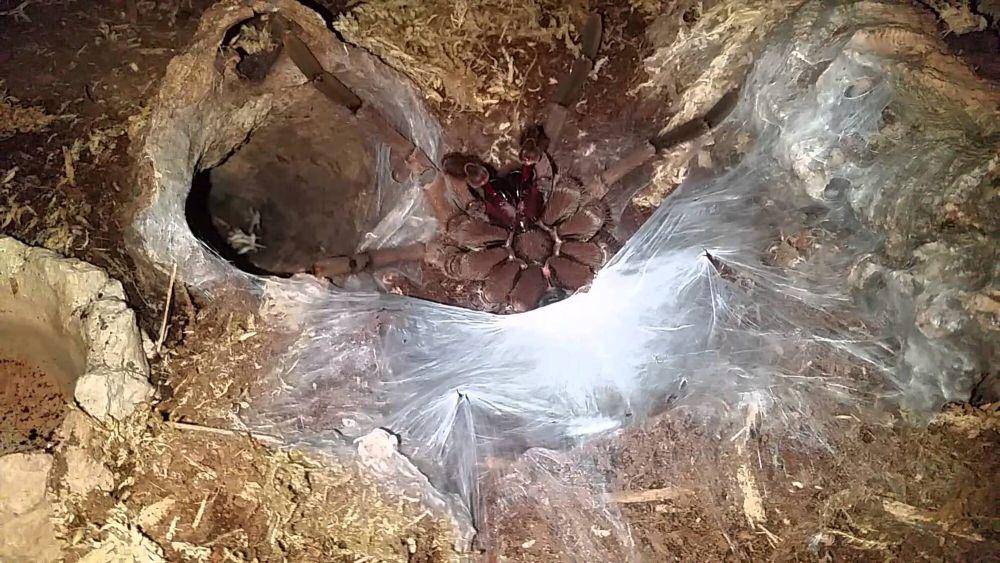 Goliath birdeater (commons.m.wikimedia.org/Mileau)