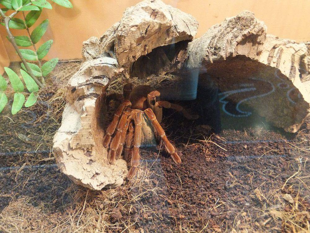 Goliath birdeater (commons.m.wikimedia.org/Syrio)