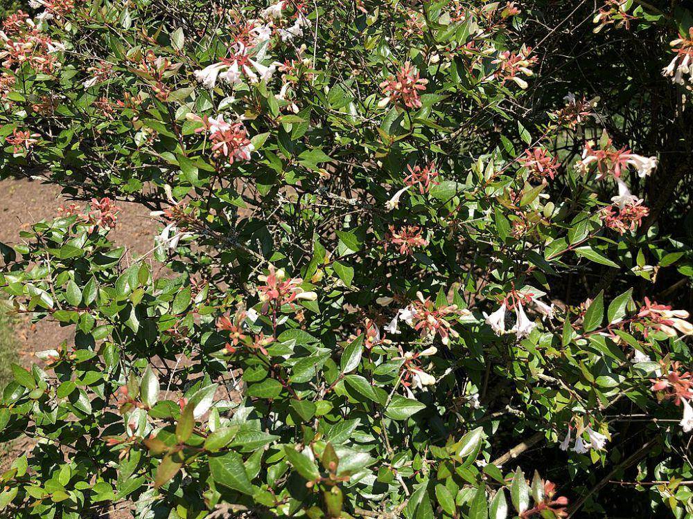 tanaman abelia (commons.wikimedia.org/Famartin)