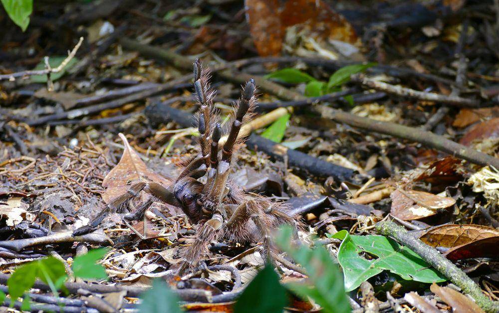 Goliath birdeater (commons.m.wikimedia.org/Bernard Dupont)