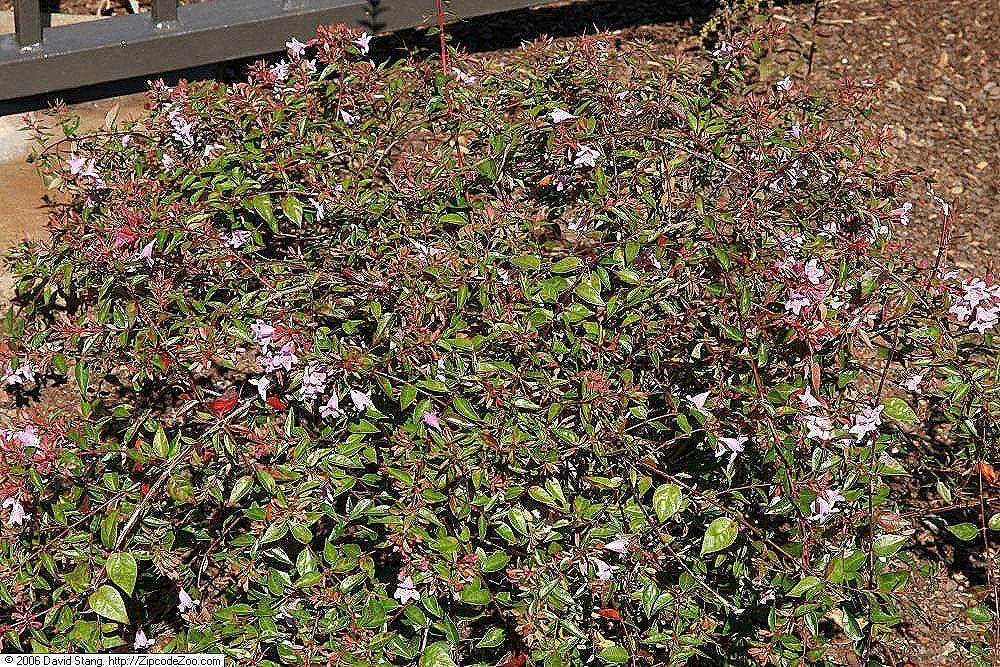 tanaman abelia (commons.wikimedia.org/David J. Stang)