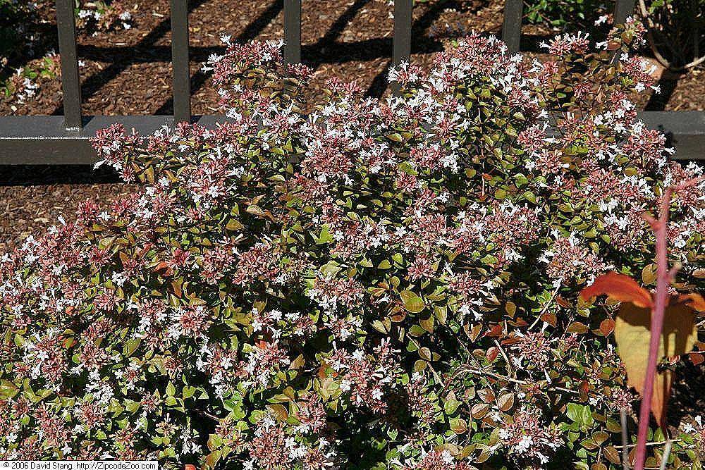 tanaman abelia (commons.wikimedia.org/David J. Stang)
