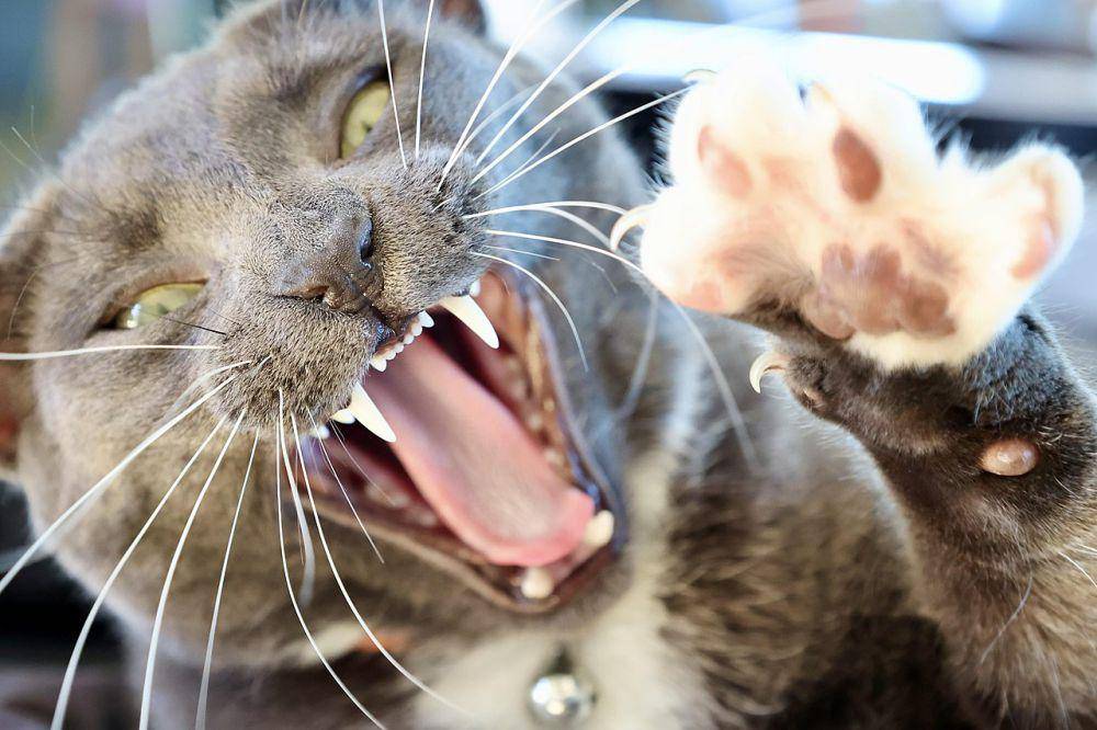Cakar dan gigi yang tajam jadi senjata utama kucing domestik (commons.wikimedia.org/DecafPotato)