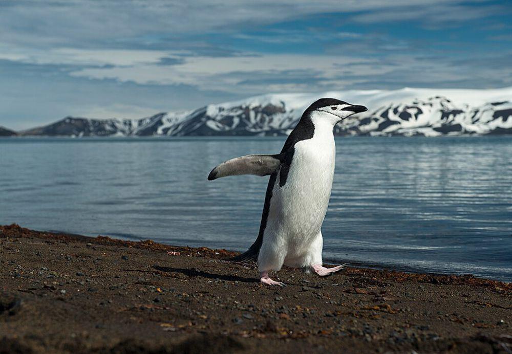 5 Fakta Penguin Chinstrap, Perenang Lincah