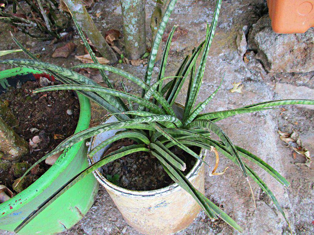 african spear plant (commons.wikimedia.org/David E Mead)