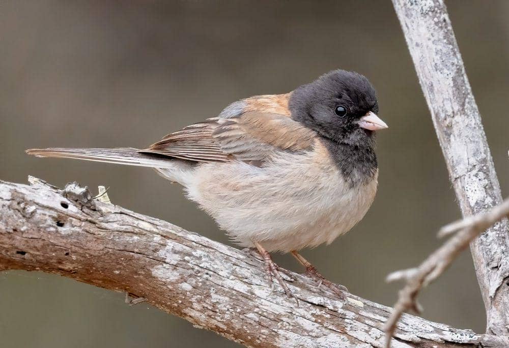 Junco bermata gelap (commons.wikimedia.org/Channel City Camera Club)