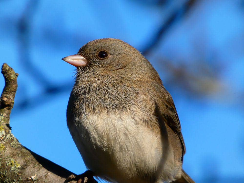 5 Fakta Unik Junco Bermata Gelap, Mampu Hidup di Wilayah Arktik!