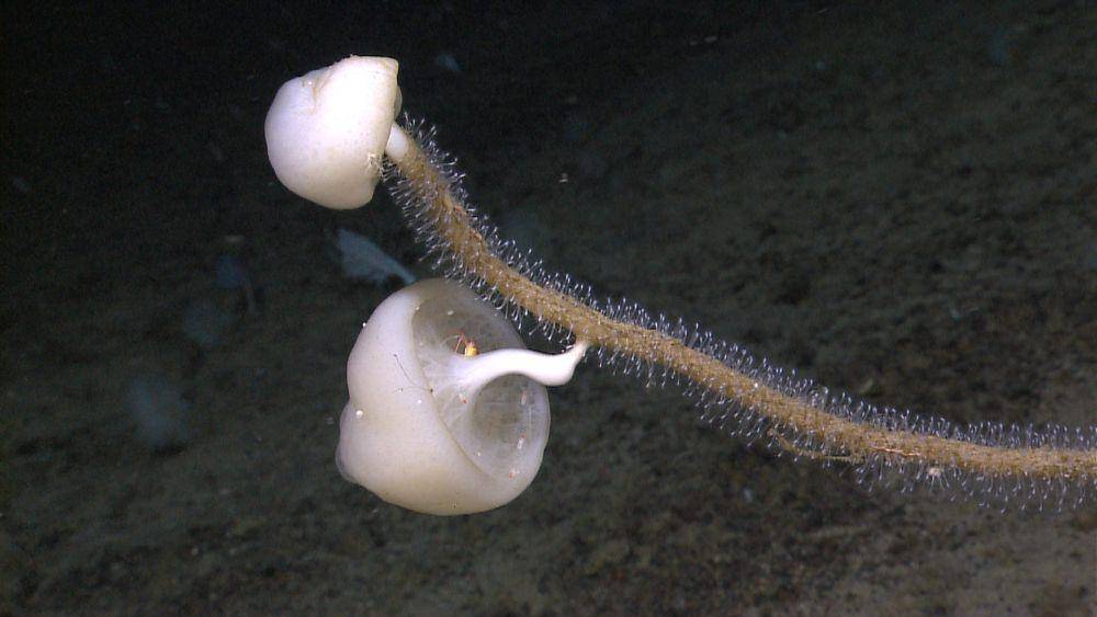 spons kaca tumbuh di cabang karang yang mati (commons.wikimedia.org/NOAA)