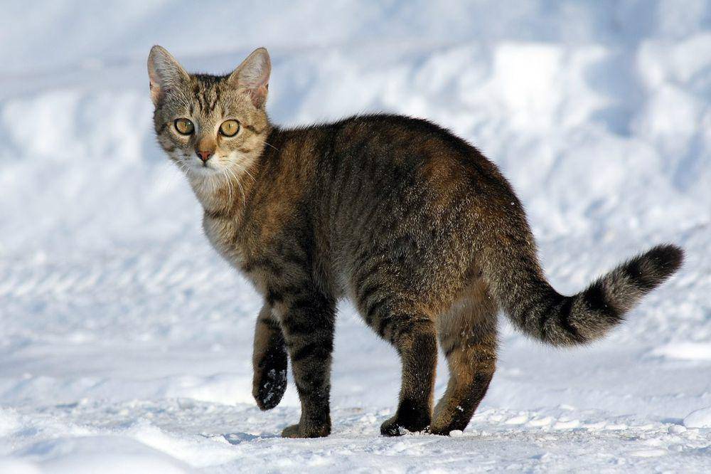 Kucing domestik (commons.wikimedia.org/Von.grzanka)