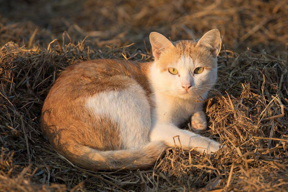 Kucing domestik (id.m.wikipedia.org/Basile Morin)