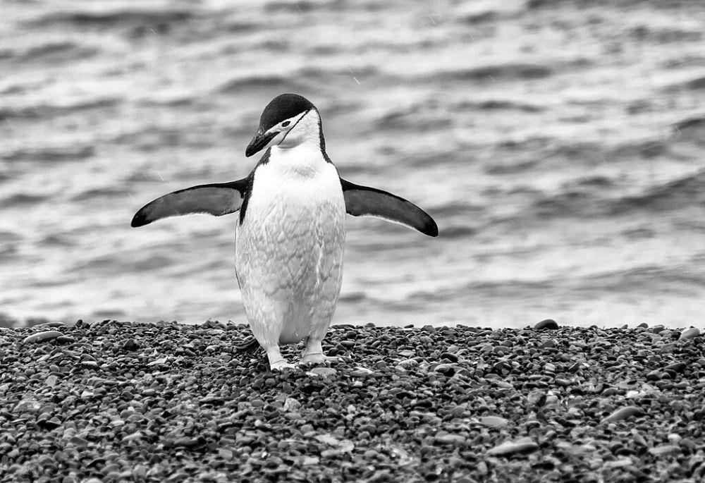 penguin chinstrap (commons.wikimedia.org/Christopher Michel)
