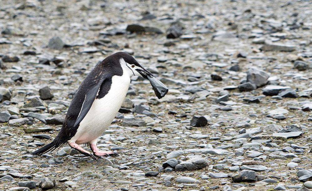 penguin chinstrap (commons.wikimedia.org/Christopher Michel)