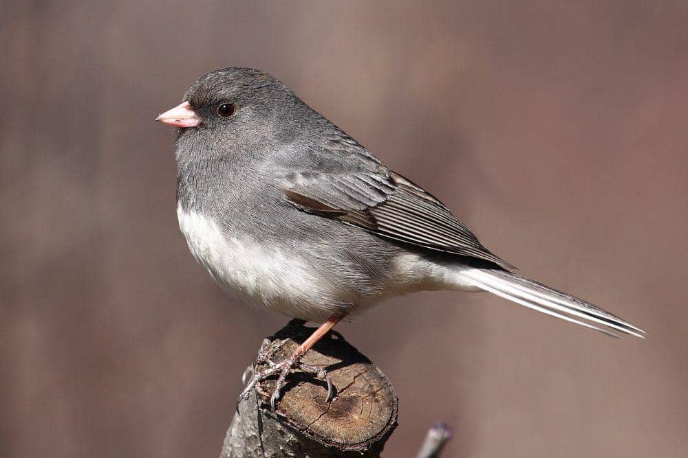 Junco bermata gelap (commons.wikimedia.org/Simon Pierre Barrette)