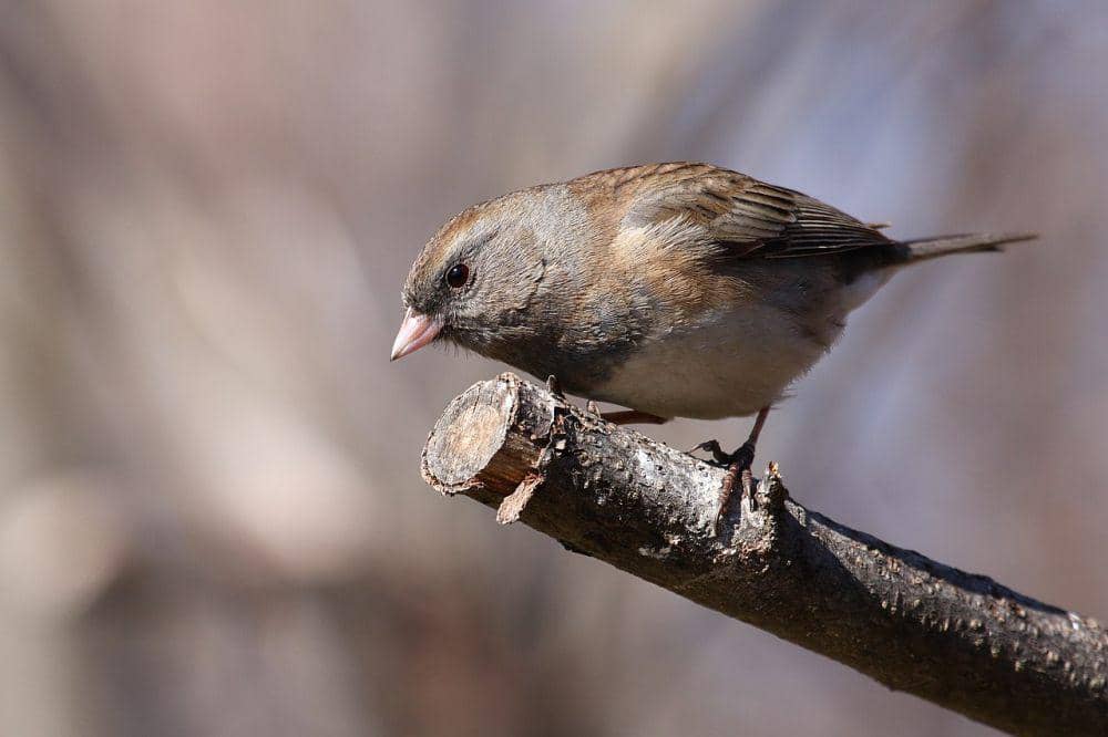 Junco bermata gelap (en.m.wikipedia.org/Simon Pierre Barrette)