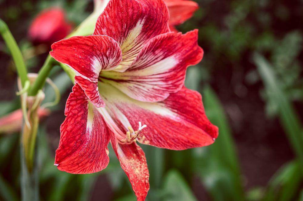 ilustrasi Amaryllis (pexels.com/NO NAME)
