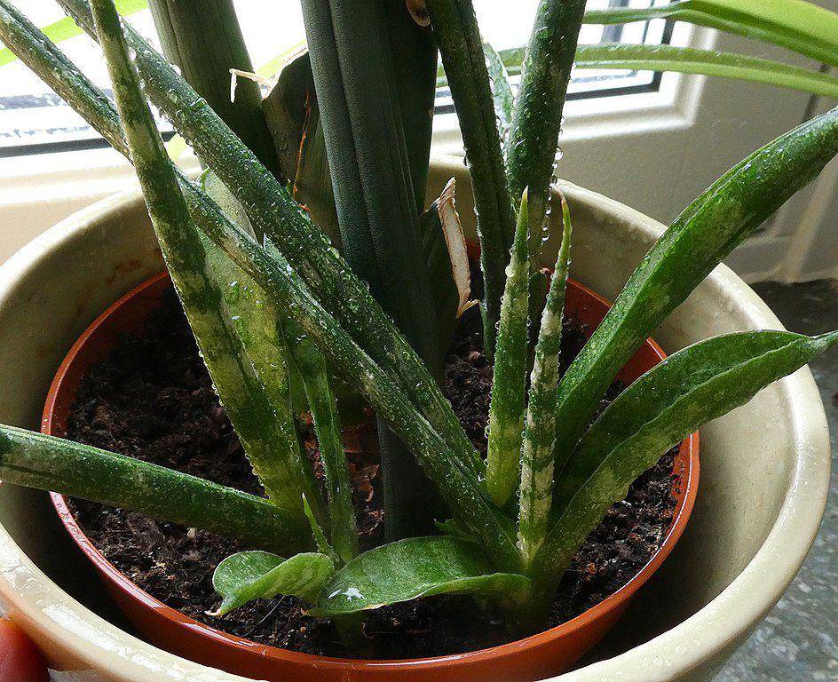 african spear plant (commons.wikimedia.org/Jonn Leffmann)