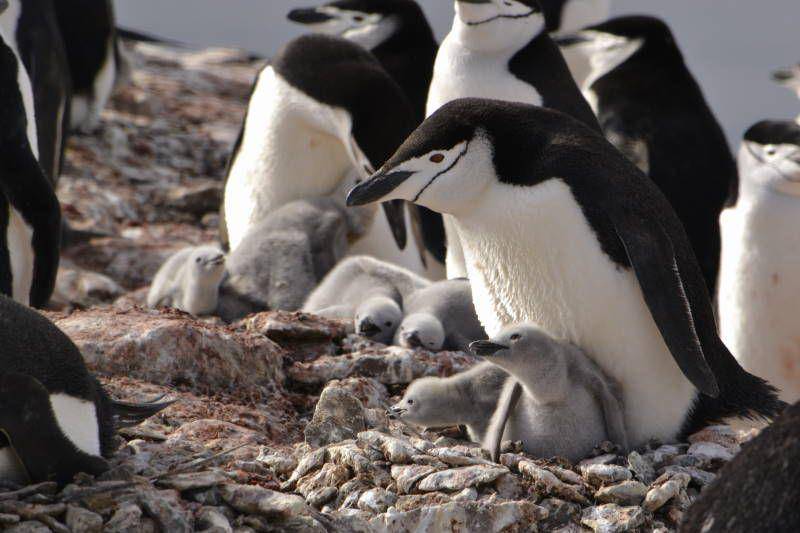 penguin chinstrap (commons.wikimedia.org/Diego Tirira)