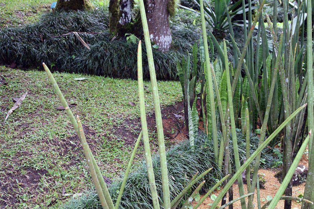 african spear plant (commons.wikimedia.org/David J. Stang)