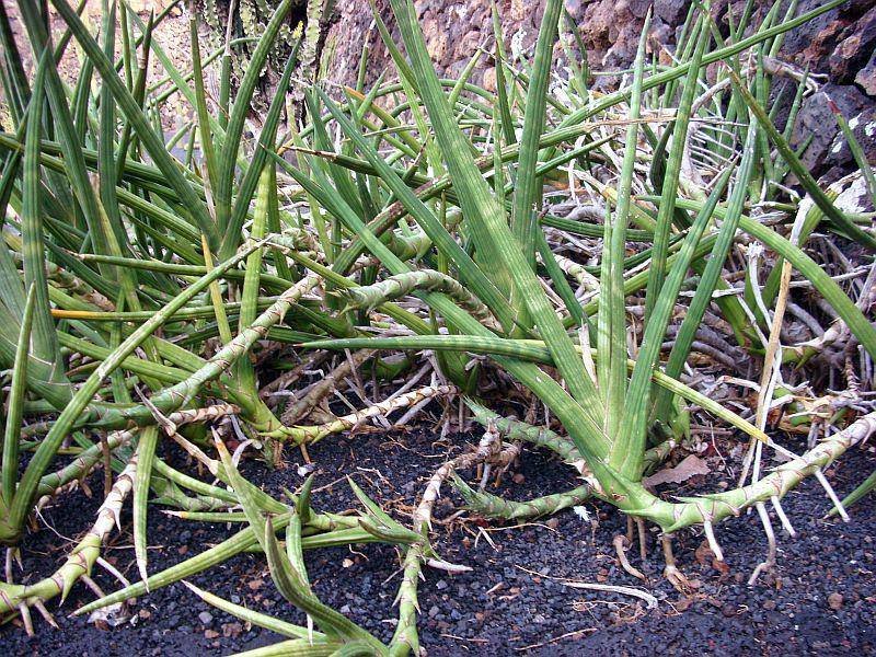 african spear plant (commons.wikimedia.org/Peter A. Mansfeld)