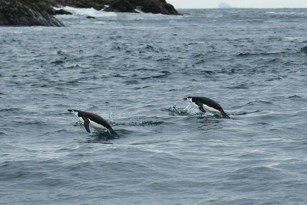 penguin chinstrap (commons.wikimedia.org/Godot13)