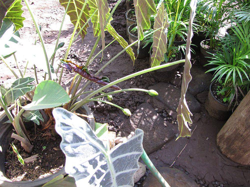 tanaman topeng afrika (commons.wikimedia.org/Forest and Kim Starr)
