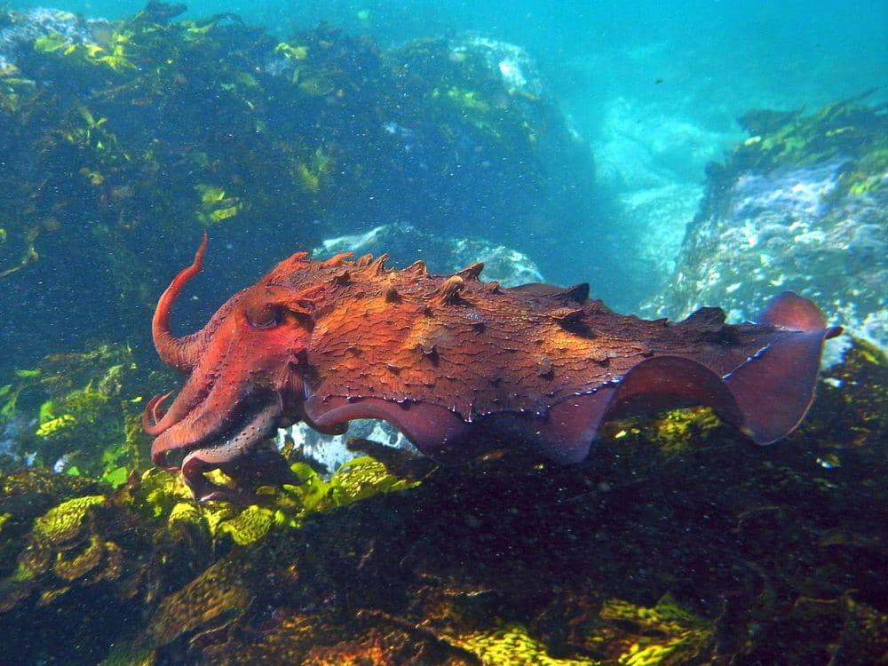 5 Fakta Sotong Raksasa, Salah Satu Invetebrata Tercerdas