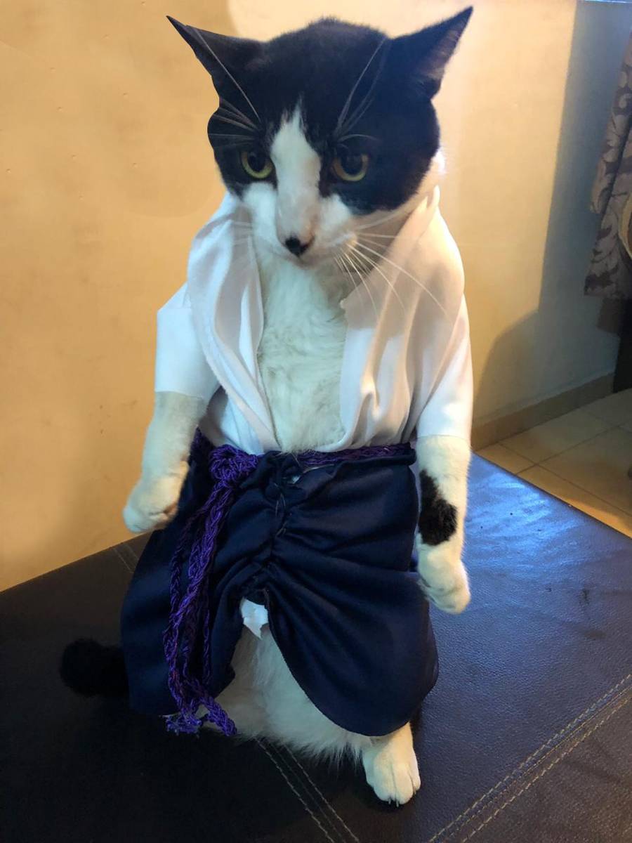 foto lucu kucing cosplay karakter di anime Naruto (reddit.com/fifomicas)