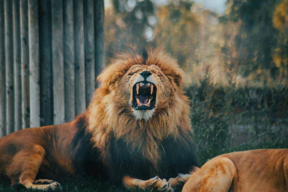 ilustrasi singa (pexels.com/Lewis Ashton)