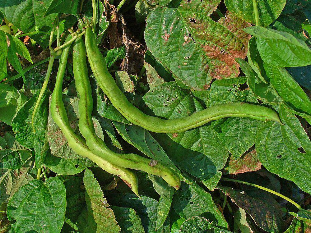 ilustrasi tanaman buncis (commons.m.wikimedia.org/H.Zell)