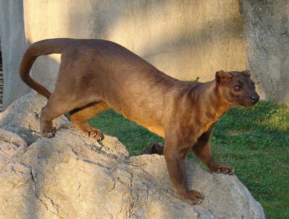Fossa (commons.wikimedia.org/Ran Kirlian)