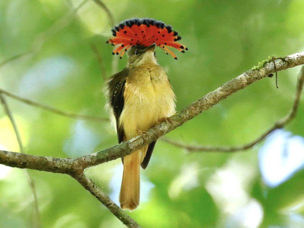 8 Fakta Royal Flycatcher, Mampu Menangkap Mangsa saat Terbang