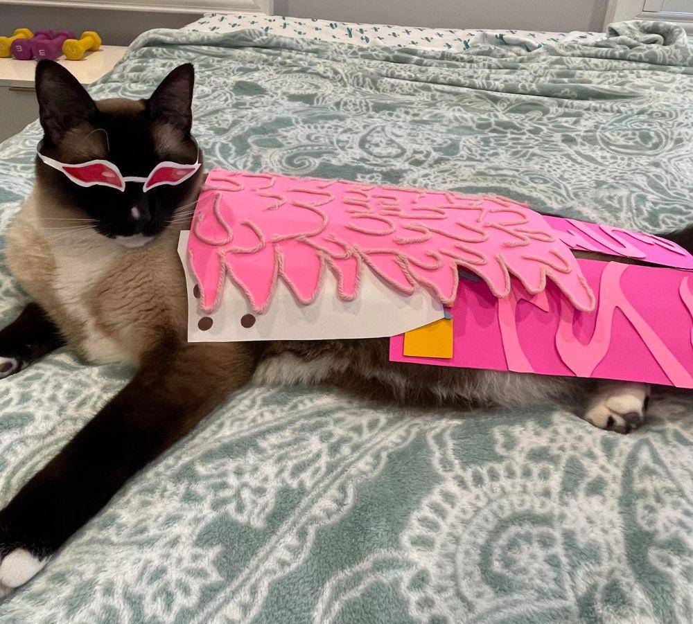 foto lucu kucing cosplay karakter One Piece (reddit.com/FireCat115)