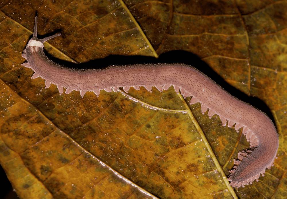 Cacing beludru (commons.m.wikimedia.org/Geoff Gallice)