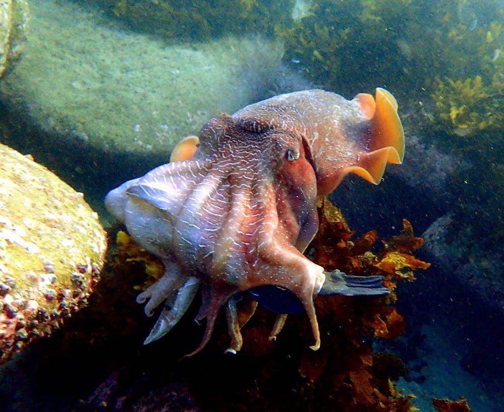 Sotong raksasa (commons.wikimedia.org/Elaine de Jager)