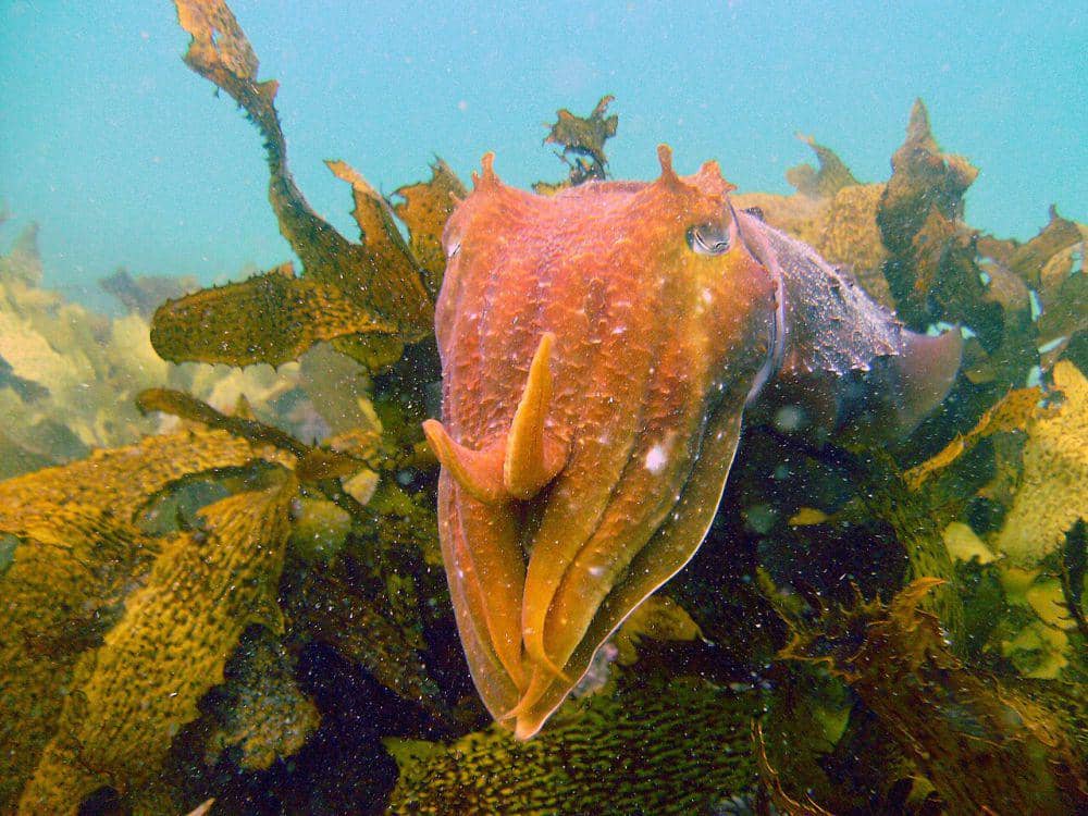 Sotong raksasa (commons.wikimedia.org/Jacob Bridgeman)