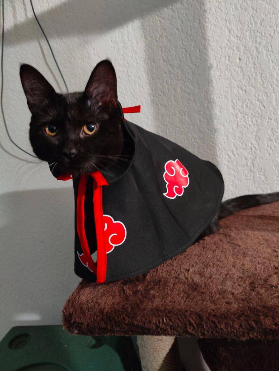 foto lucu kucing cosplay karakter di anime Naruto (reddit.com/SwallowARock)