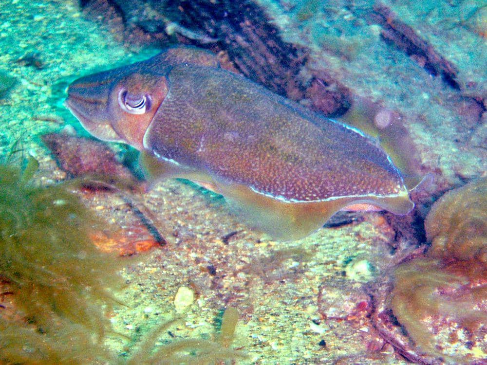 Sotong raksasa (commons.wikimedia.org/Peter Southwood)