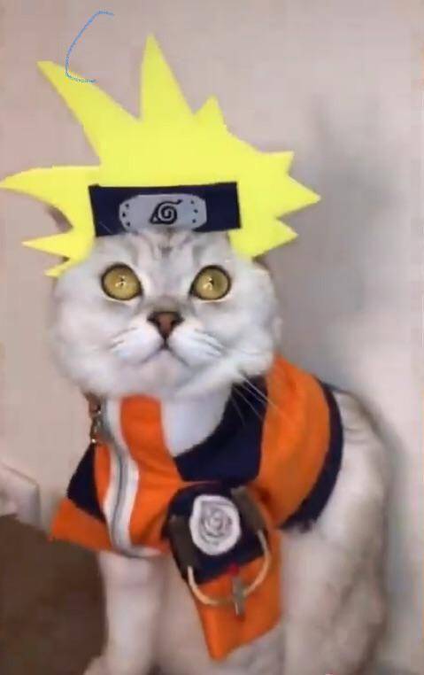foto lucu kucing cosplay karakter di anime Naruto (reddit.com/Artistic-Size217)