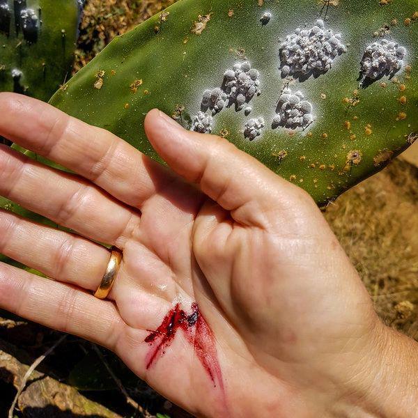 5 Fakta Menarik Cochineal, Serangga Penghasil Warna Karmin