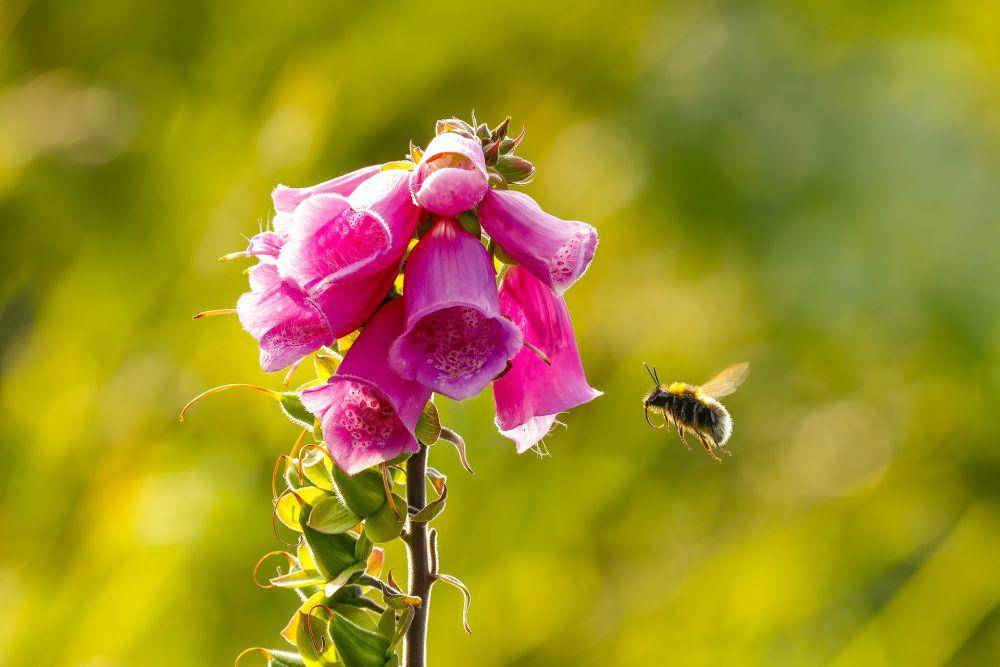 Bunga foxglove dihinggapi lebah. (pixabay.com/Radovan Zierik)