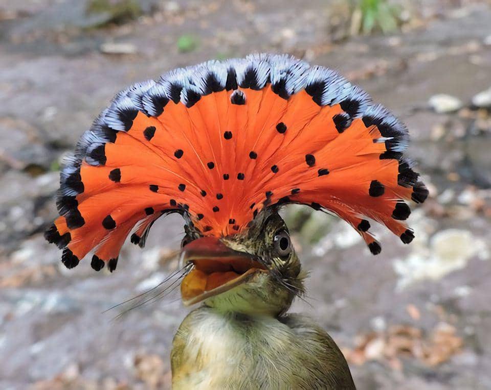 Royal flycatcher memiliki jambul yang menawan (ebird.org/Georges Duriaux)
