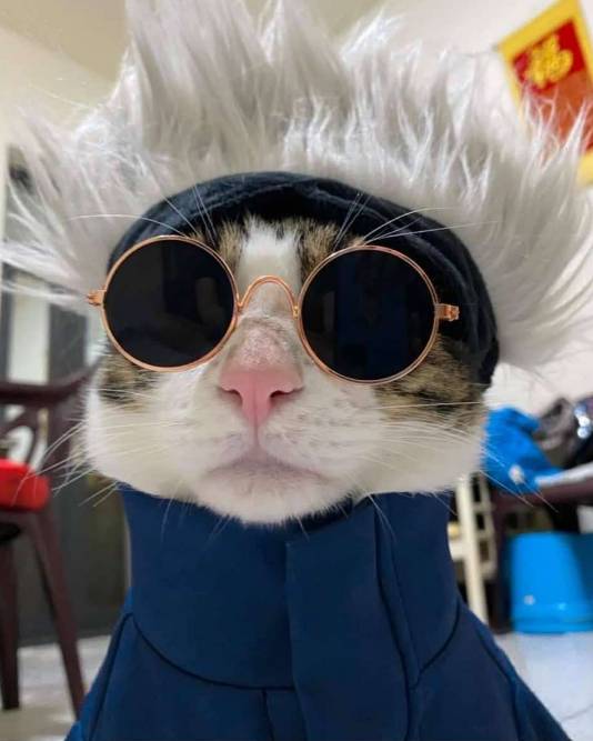 foto lucu kucing cosplay Satoru Gojo Jujutsu Kaisen (reddit.com/Glitters_Gem)