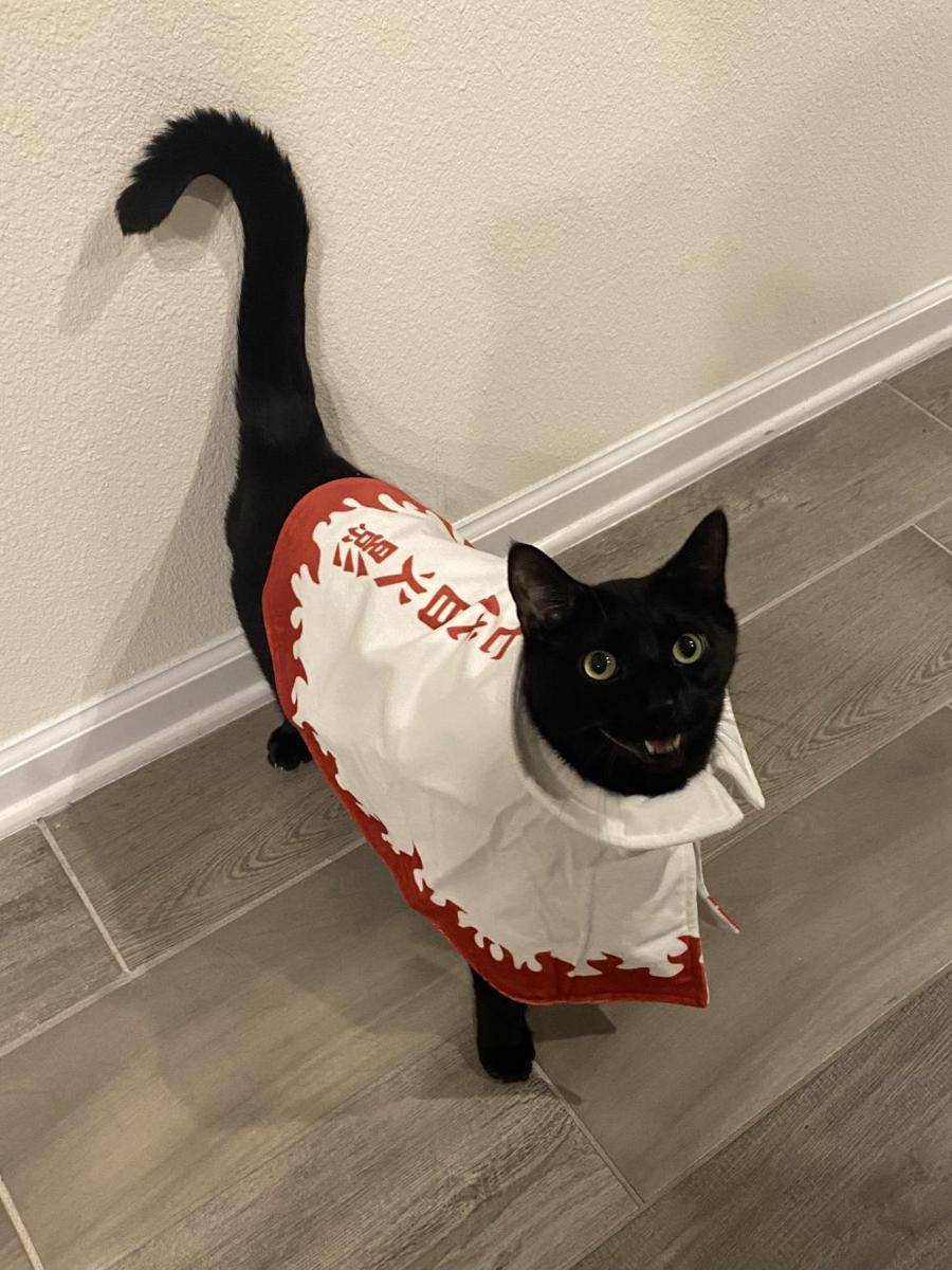 foto lucu kucing cosplay karakter di anime Naruto (reddit.com/Transnana)