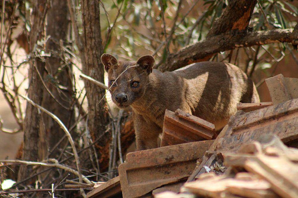 Fossa (commons.wikimedia.org/Heinonlein)